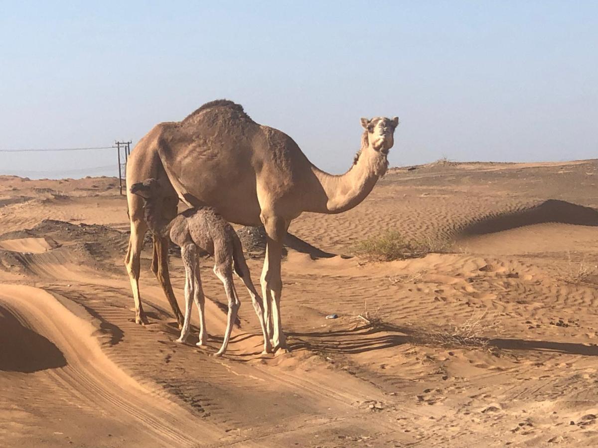 Desert Moments Glamping - Full Privacy Badīyah Exterior foto